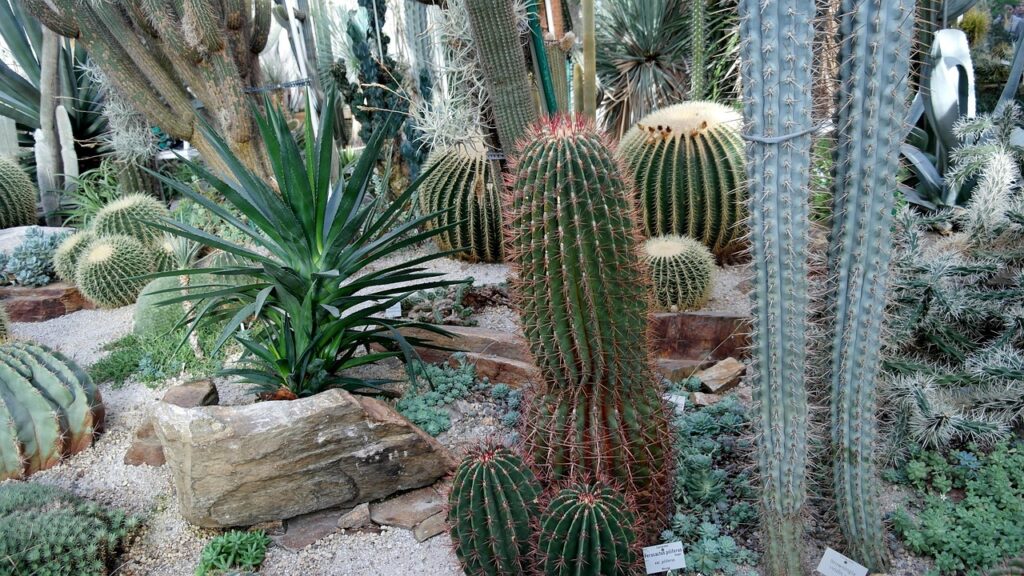 cactus, cactaceae, cacti, echinocactus grusonii, spherical, prickly, gold ball cactus, mother-in-law chair, ribs, thorns of means of, plant, nature, flora, green