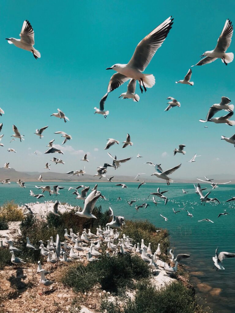 A vibrant flock of seagulls flying over a serene coastal landscape, capturing the essence of wildlife in motion.